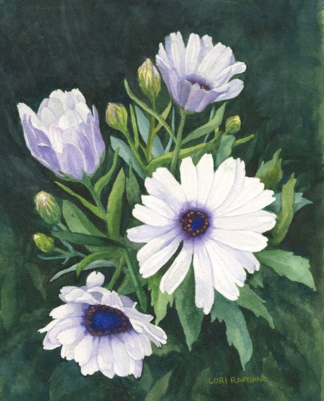 African white daisies by Lori Rapuano