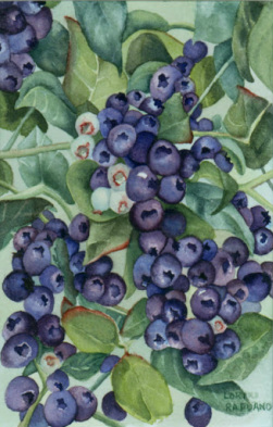 Blueberries by Lori Rapuano