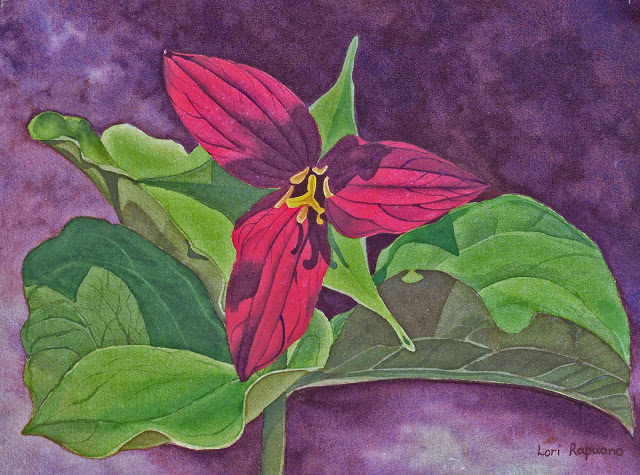 Red Trillium, wild flower by Lori Rapuano