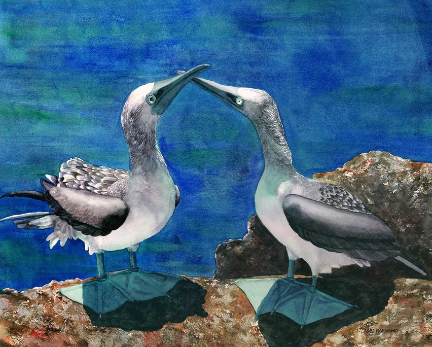 Blue Footed Boobies, Galapagos by Lori Rapuano